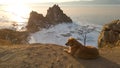 A stray large dog lying on the Burkhan Cape overlooking the rock Shaman and looking to the side.Beautiful bright sunset in Siberia