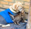 Stray little kitten rubbing against stray dog