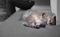 Stray mixed breed black striped street cat sleeping against white stone concrete wall, inattentive to the distressed businessman Royalty Free Stock Photo