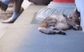 Stray mixed breed black striped street cat sleeping against white stone concrete wall, inattentive to the distressed businessman Royalty Free Stock Photo