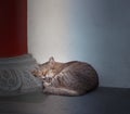 Stray mixed breed black striped street cat sleeping against white stone concrete wall under the building shady background. Street Royalty Free Stock Photo