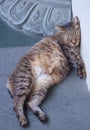 Stray mixed breed black striped street cat sleeping against white stone concrete wall under the building shady background. Street Royalty Free Stock Photo