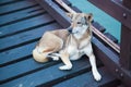 Stray mixed breed brown white color street dog lying on wooden bridge over water background. Domestic Animal, Human friend,