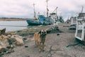 Stray mongrel dog on the background of broken rusty fishing ships