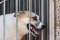 A stray mongrel dog of light color looks through the grille of a cage or aviary sitting abandoned in a shelter for homeless