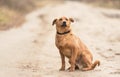 Stray mongrel dog sitting on the road