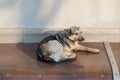 Stray mongrel dog is lying on basement awning of brown polycarbonate bound with metal strips and rivets on background of gray wall