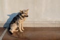 Stray mongrel dog of white-yellow-black color sitting on basement canopy of brown polycarbonate, with metal rivets