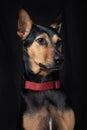 Stray mongrel rescued thai dog portrait soft black background lookind one side vertical no people