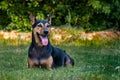 Stray mongrel rescued thai dog resting in garden