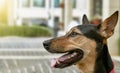 Stray mongrel rescued thai dog resting after play in garden background