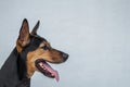 Stray mongrel rescued thai dog resting soft grey background