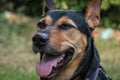 Stray mongrel rescued thai dog resting in garden close up