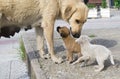 Stray mother dog and puppies Royalty Free Stock Photo