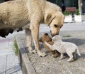 Stray mother dog and puppies Royalty Free Stock Photo