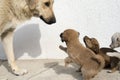 Stray mother dog and puppies Royalty Free Stock Photo