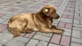 A stray neutered brown dog with a chip in its ear. Sad mongrel lying on the road in the city. Abandoned lone pet on the