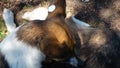 A stray neutered dog with a chip in its ear Bites itself, catches fleas and scratches. Sad mongrel lying on the ground