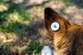 A stray neutered dog with a chip in its ear. Close-up of the head. Sad mongrel lying on the ground. Abandoned lone pet