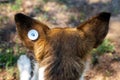 A stray neutered dog with a chip in its ear. Close-up of the head. Sad mongrel lying on the ground. Abandoned lone pet