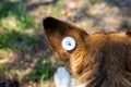 A stray neutered dog with a chip in its ear. Close-up of the head. Sad mongrel lying on the ground. Abandoned lone pet Royalty Free Stock Photo