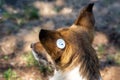 A stray neutered dog with a chip in its ear. Close-up of the head. Sad mongrel lying on the ground. Abandoned lone pet Royalty Free Stock Photo