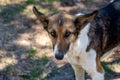 A stray neutered dog with a chip in its ear. Portrait of a sad mongrel close-up. Abandoned lone pet on the grass in a Royalty Free Stock Photo