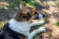 A stray neutered dog with a chip in its ear. Sad mongrel lying on the ground. Abandoned lone pet on the grass in a Royalty Free Stock Photo