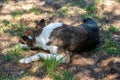 A stray neutered dog with a chip in its ear. Sad mongrel lying on the ground. Abandoned lone pet on the grass in a