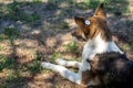 A stray neutered dog with a chip in its ear. Sad mongrel lying on the ground. Abandoned lone pet on the grass in a Royalty Free Stock Photo