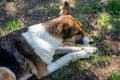 A stray neutered dog with a chip in its ear takes food. Sad mongrel lying on the ground. Abandoned lone pet on the grass Royalty Free Stock Photo