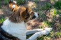 A stray neutered dog with a chip in its ear takes food. Sad mongrel lying on the ground. Abandoned lone pet on the grass Royalty Free Stock Photo