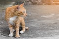 Stray old cats have orange stripes. Looking at something on cement floor. Royalty Free Stock Photo