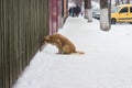 Stray poor dog Royalty Free Stock Photo