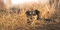 Stray and poor dog in the field, beautiful homeless animals banner background photo