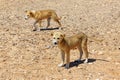 Stray puppies in the desert, Jordan Royalty Free Stock Photo