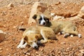 Stray puppies in the desert, Jordan Royalty Free Stock Photo