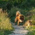 Stray puppies fighting in a garden