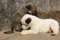 Stray puppies playing on sunny day. Baby animals
