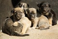 Stray puppies on sunny day. Baby animals