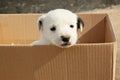 Stray puppy in cardboard box. Baby animal