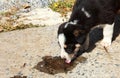 A stray puppy drinks water from a puddle