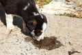 A stray puppy drinks water from a puddle