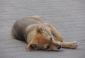 Stray Puppy Lying On The Street