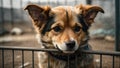Stray puppy sits behind bars in a dog shelter and waiting for the owner for adoption