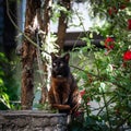 A stray red cat with black head sitting on the stone fence Royalty Free Stock Photo