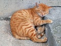 Stray red cat sleeps and laid his head and paw on a concrete curb as on a pillow Royalty Free Stock Photo