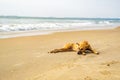 stray red dog lies on sand beach near the ocean or sea