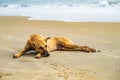 stray red dog lies on sand beach near the ocean or sea