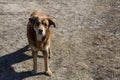 Stray red dog with sad eyes Royalty Free Stock Photo